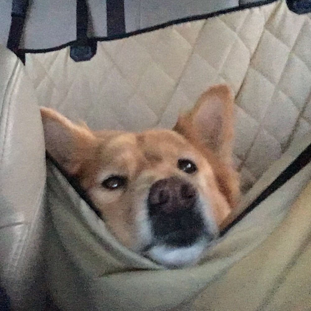 Meet your Posher, Shannon